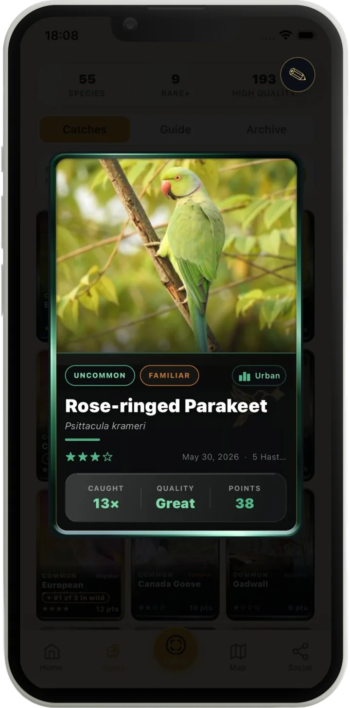 An open Lifer card for a Rose-ringed Parakeet: Uncommon and Familiar chips, Urban biome, three-star quality, caught 13 times at Great quality for 38 points
