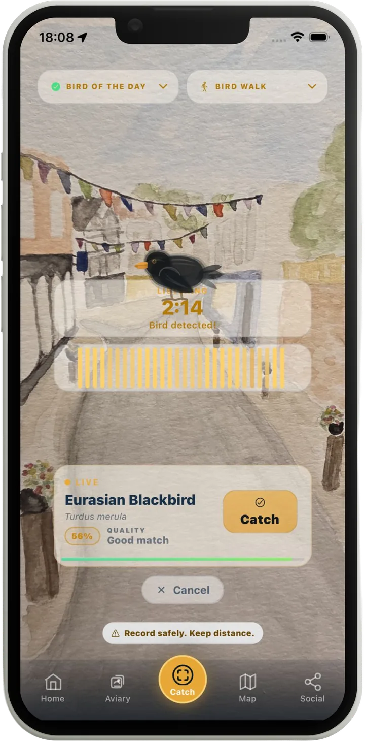 The Lifer Catch screen listening live over hand-drawn watercolour street artwork: a Eurasian Blackbird detected at 56% match, with a Catch button ready