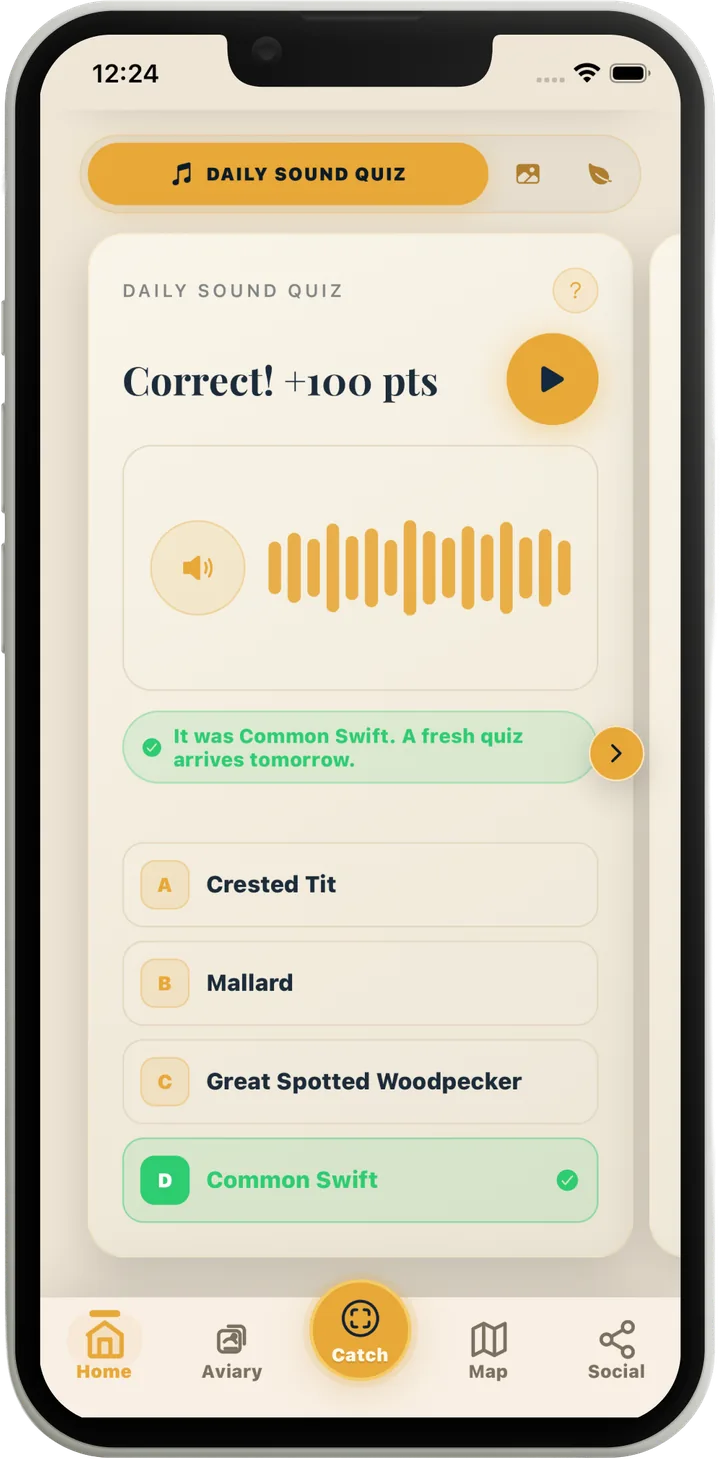 Daily Sound Quiz answered correctly for 100 points: a waveform plays a call and the answer was Common Swift