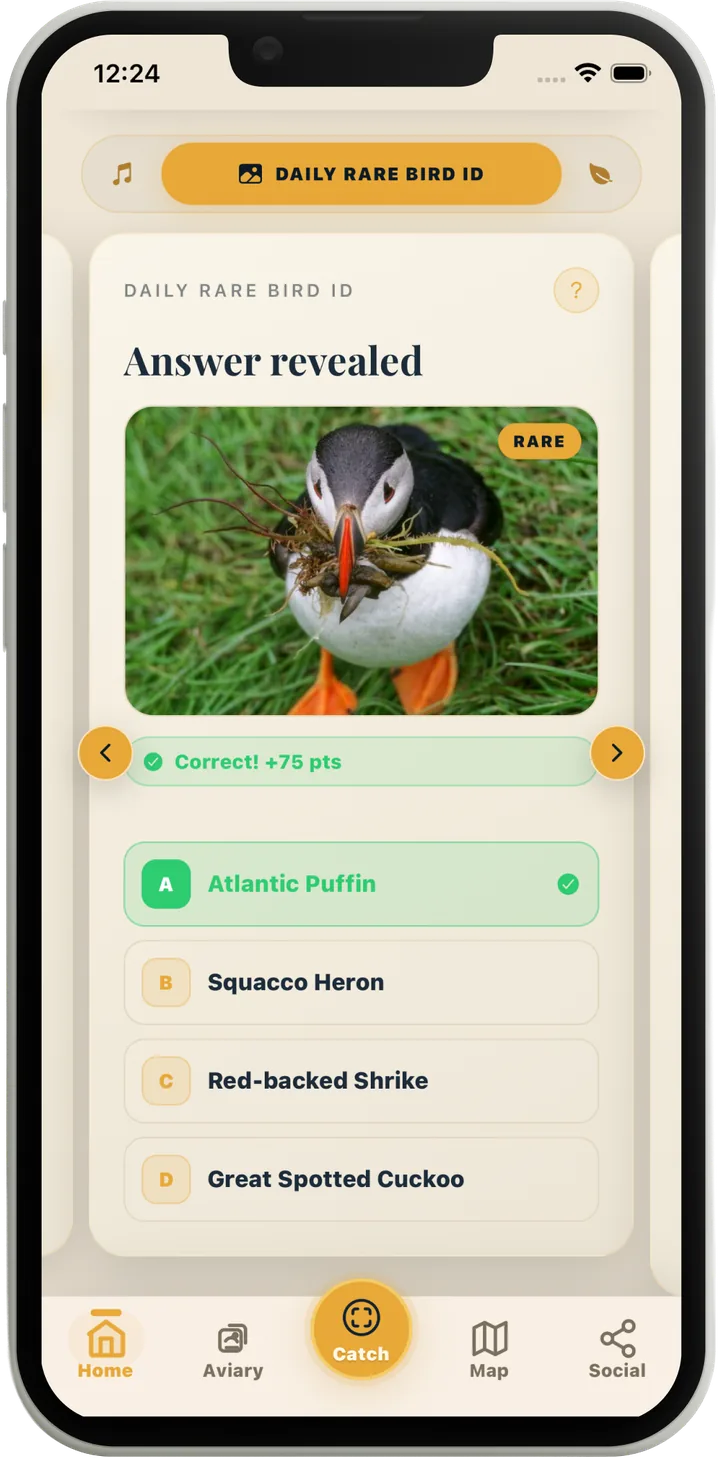 Daily Rare Bird ID answered correctly for 75 points: a photo of an Atlantic Puffin with four species choices
