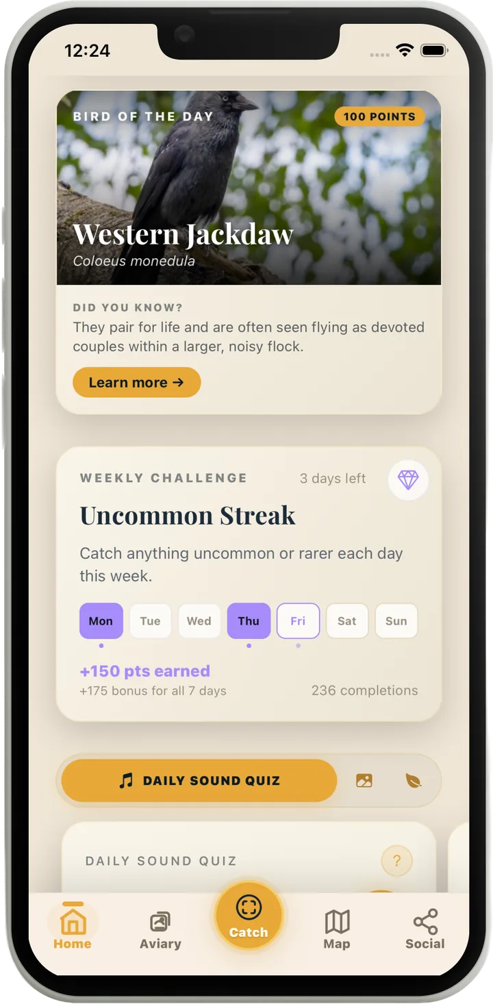 Bird of the Day on the Lifer home screen: Western Jackdaw worth 100 points with a did-you-know fact, above the Uncommon Streak weekly challenge with days ticked off and +150 points earned