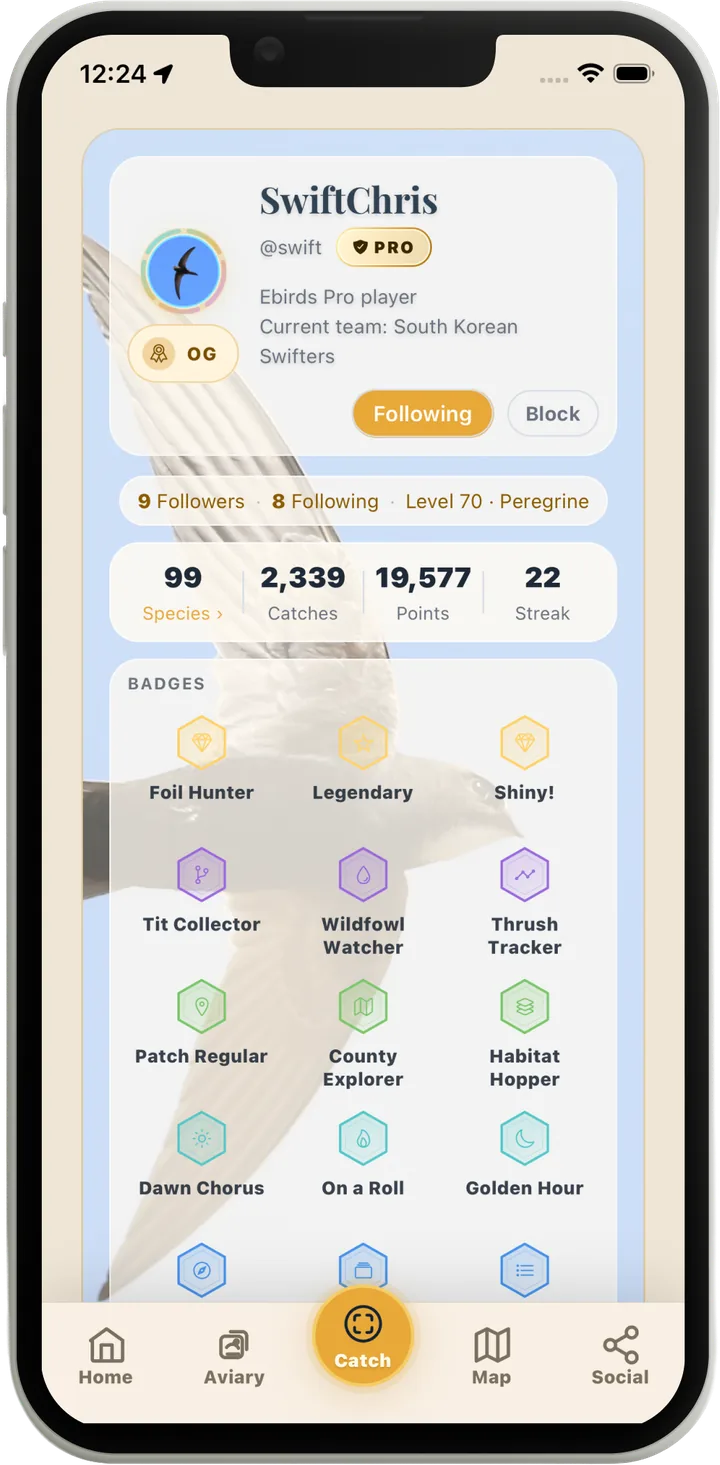 A Lifer profile: Robin Swift at Level 58 Kingfisher rank with 55 species, 728 catches, 8,864 points, a 30-day streak, a wall of milestone badges, and favourite cards on show