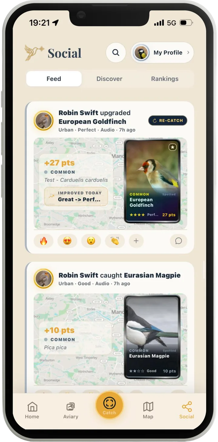 The Lifer social feed: Robin Swift upgraded a European Goldfinch from Great to Perfect for +27 points, shown as a card over a map, with emoji reactions and a Re-catch button