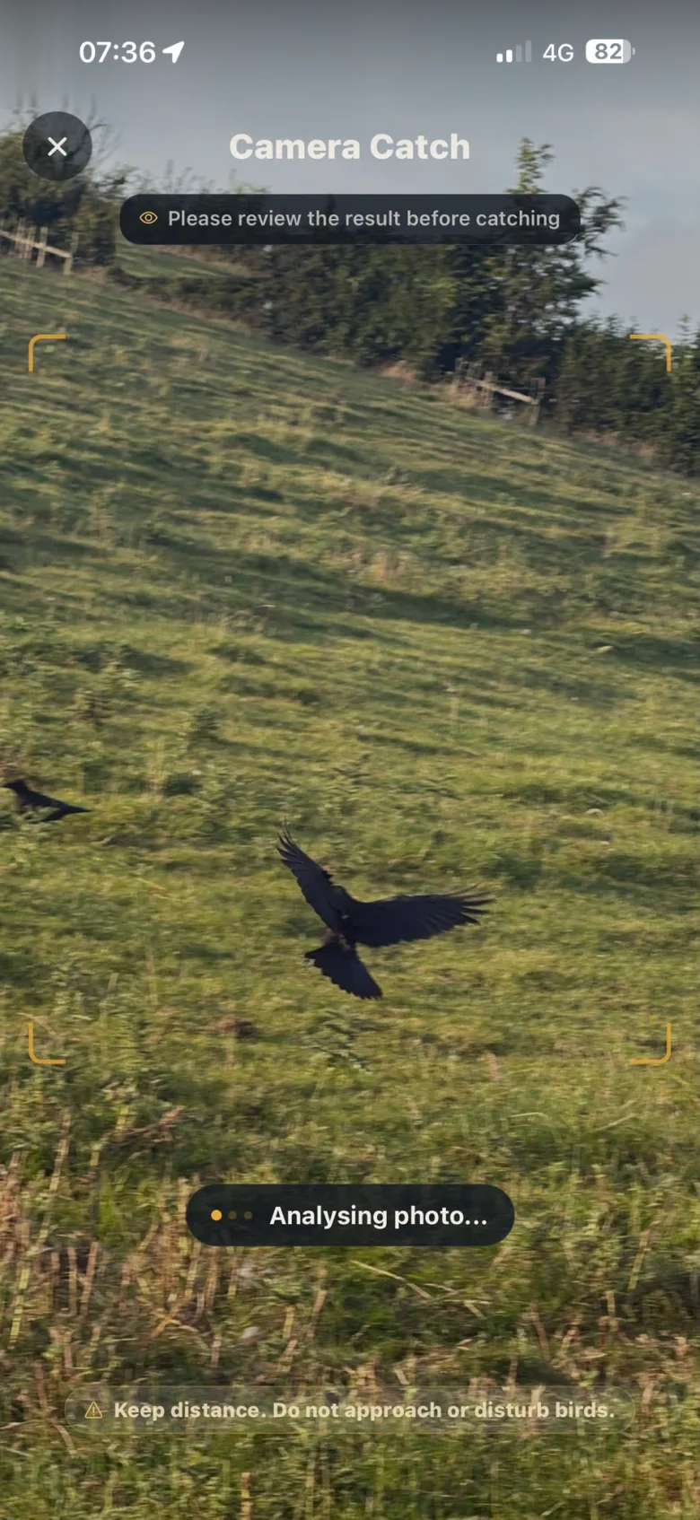 Camera Catch analysing a photo of a bird in flight over a hillside