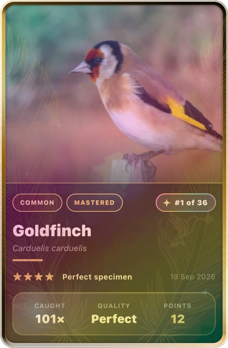 A real Prismwing card from Lifer: Goldfinch, number 1 of 36, Perfect specimen