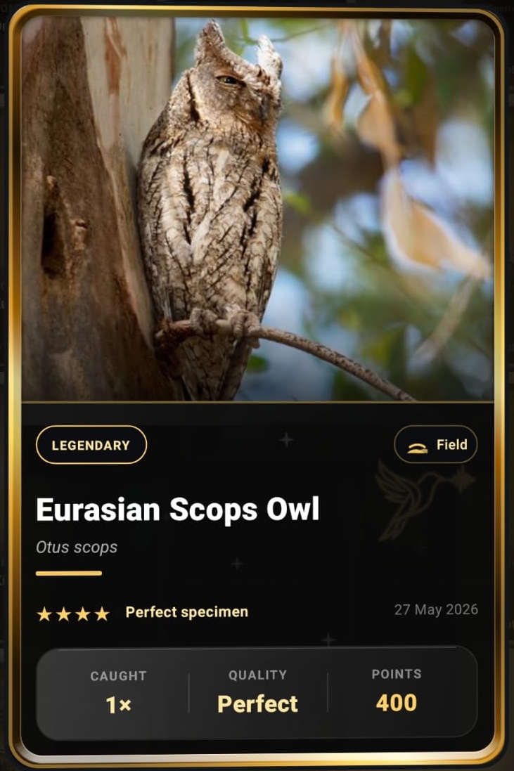 Eurasian Scops-Owl