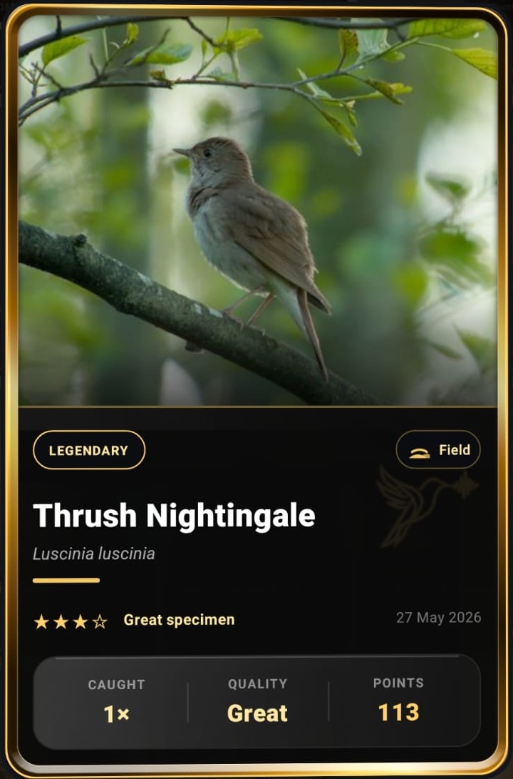 Thrush Nightingale