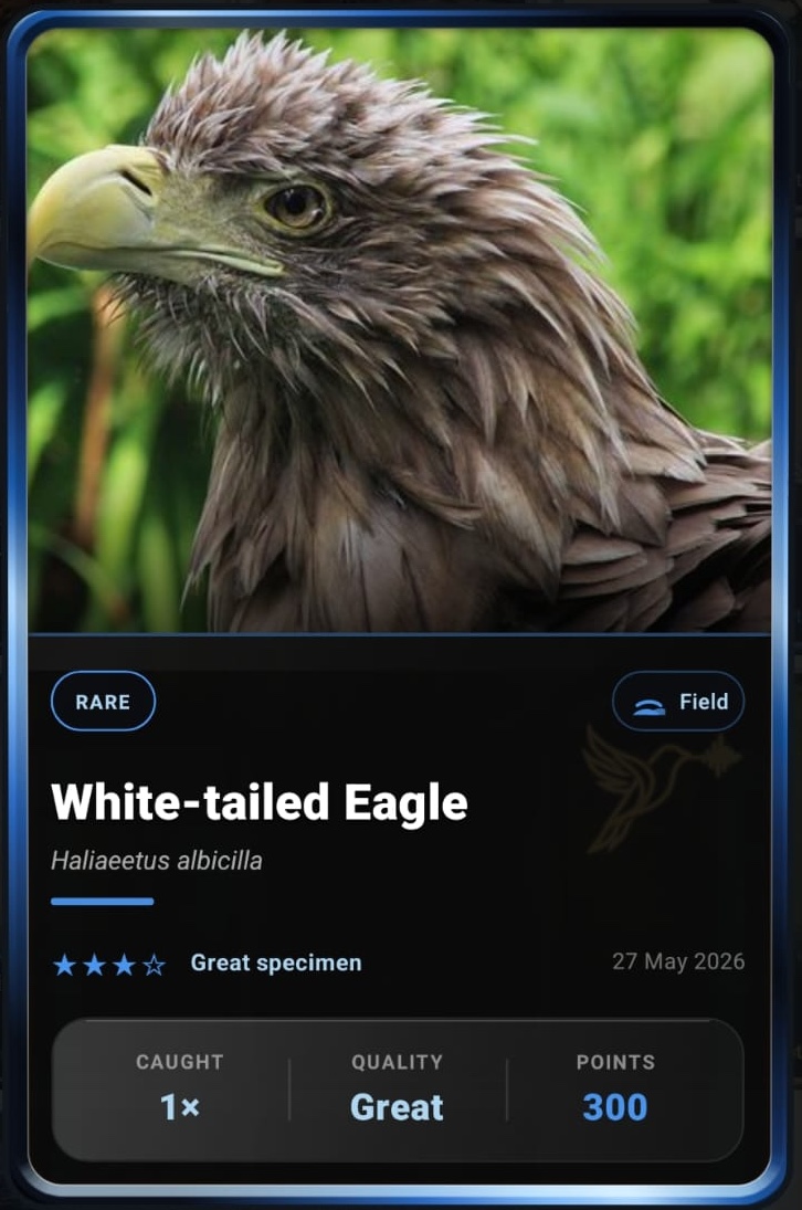 White-tailed Eagle